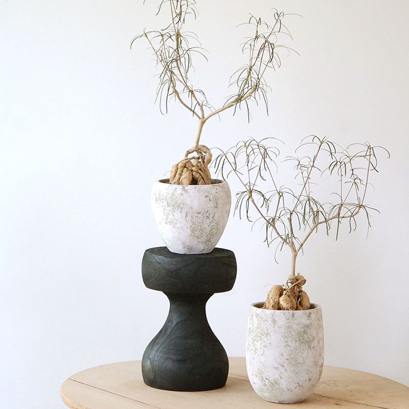 Euphorbia ヘディオトイデス x グリーンポット