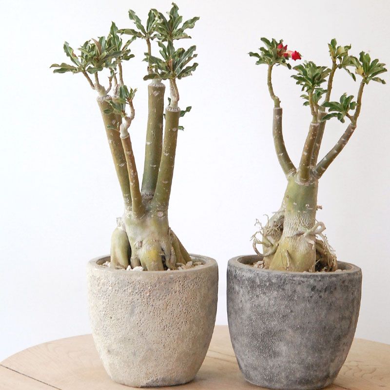 Adenia アラビカム接木 x クレーターポット