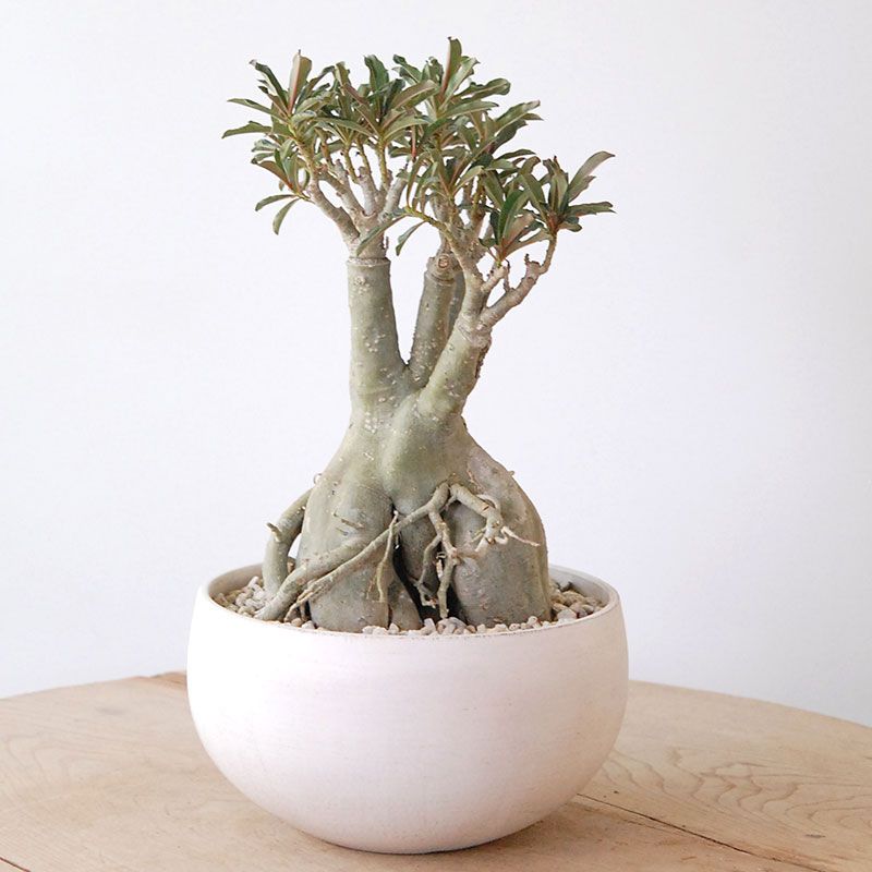 solxsolセレクト 多肉植物の通販・販売｜多肉植物の専門店