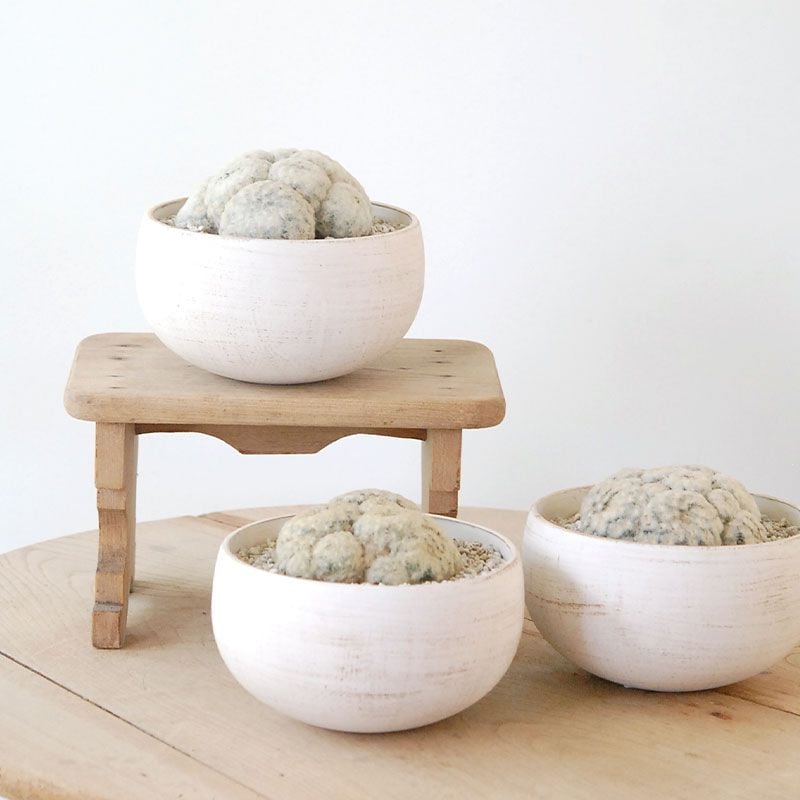 キメラ錦  カット苗 キメラ錦 カット苗