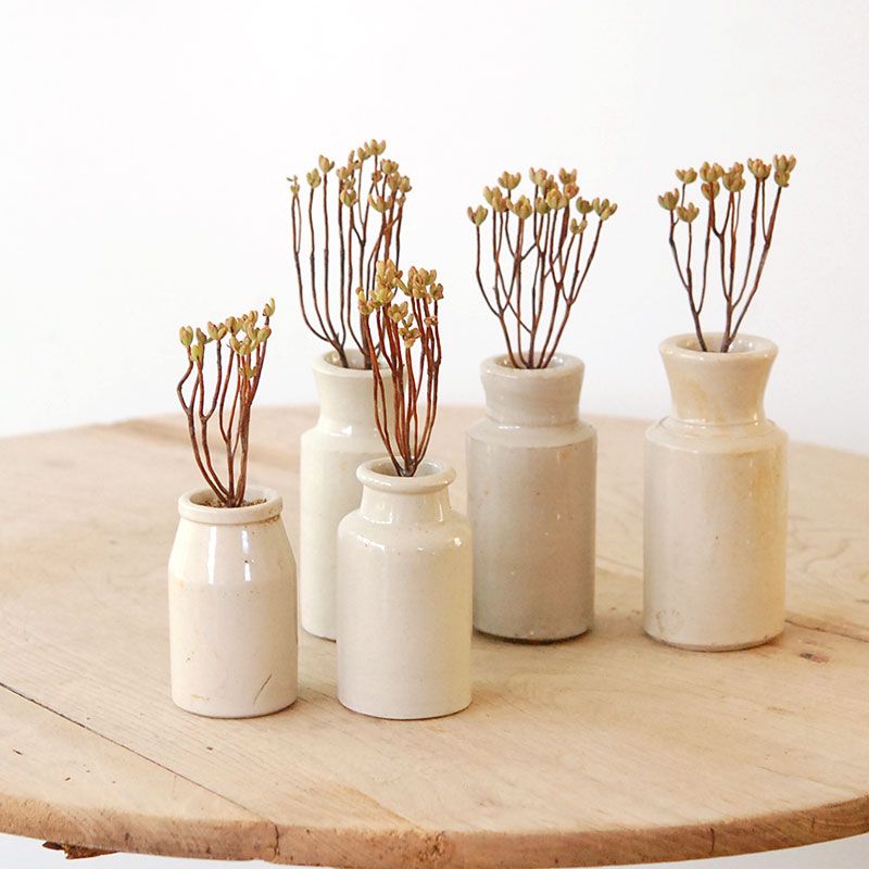 Aeonium 小人の祭り x antique pot