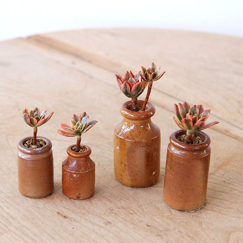 Aeonium 甜茶錦 x antique pot