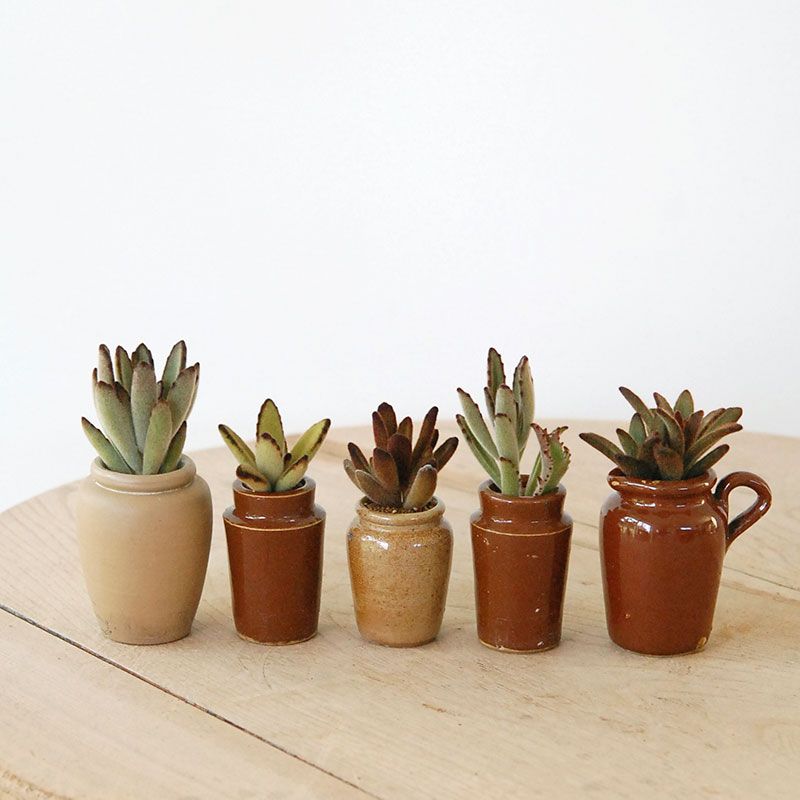 Kalanchoe x antique pot