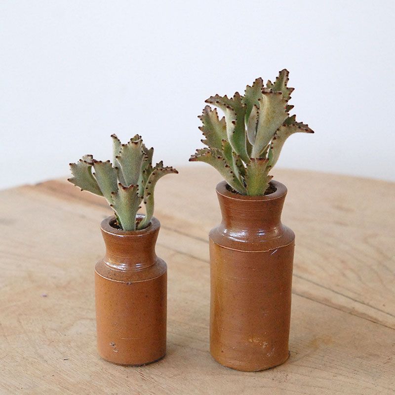 Kalanchoe サンダー ラビット x antique pot