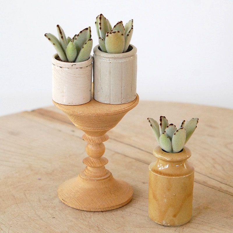 Kalanchoe 月兎耳 x antique pot