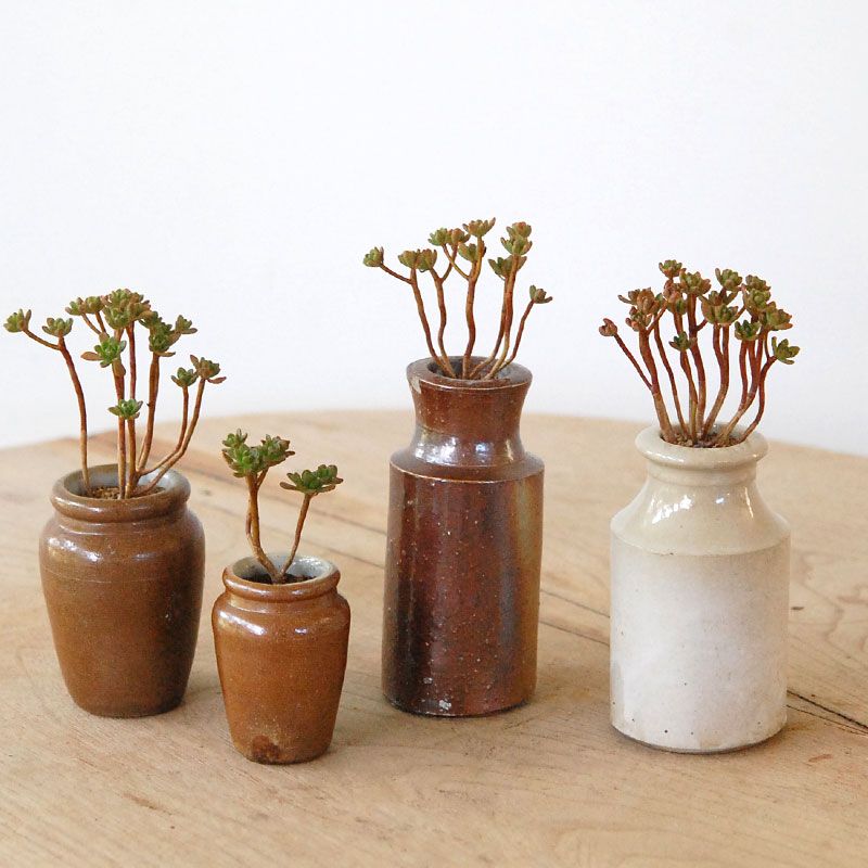 Aeonium 小人の花束 x antique pot