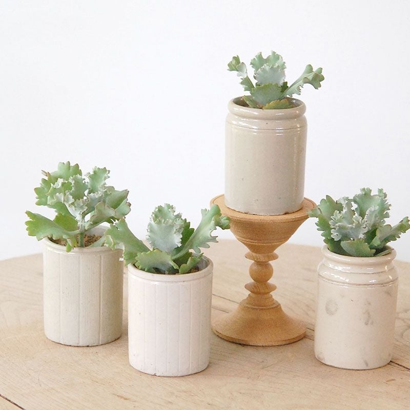 Kalanchoe カーニバル x antique pot