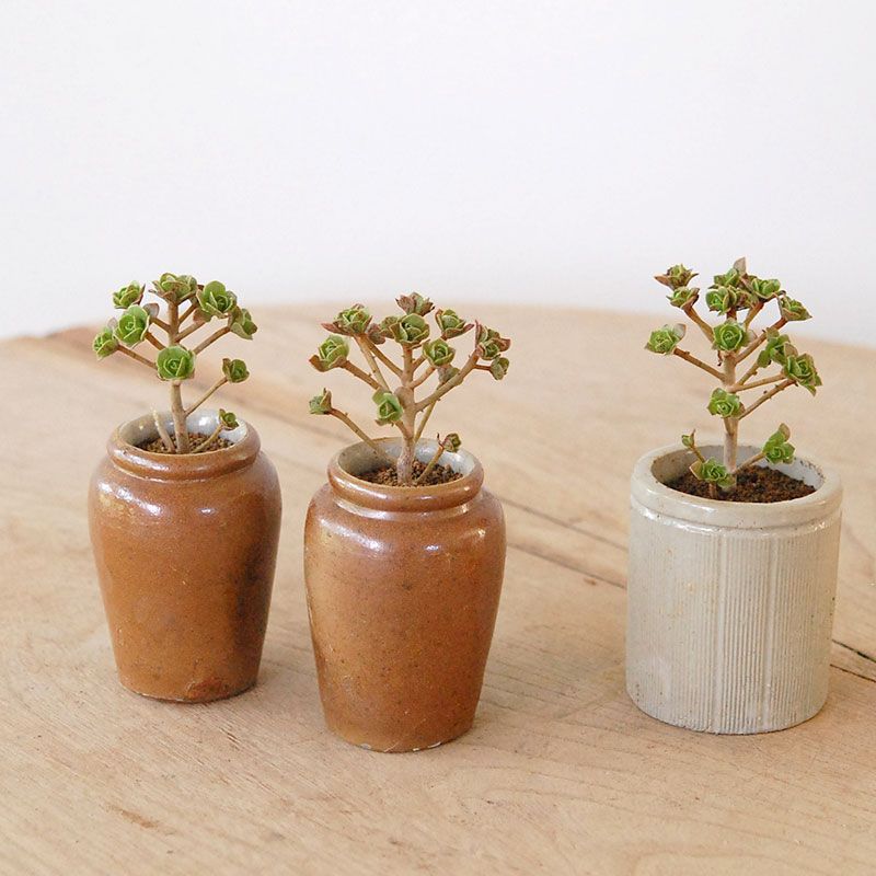 Aeonium チョコレートチップ  x antique pot