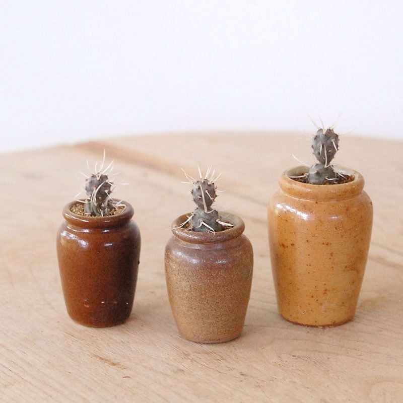 Tephrocactus 姫武蔵野 x antique pot