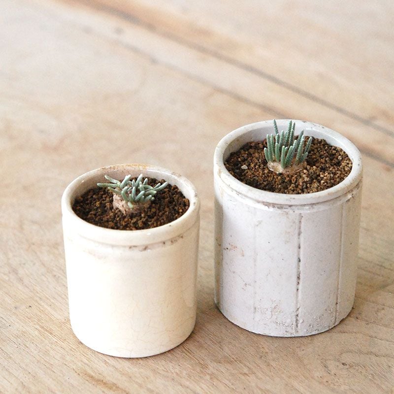 Avonia quinaria (赤花) x antique pot