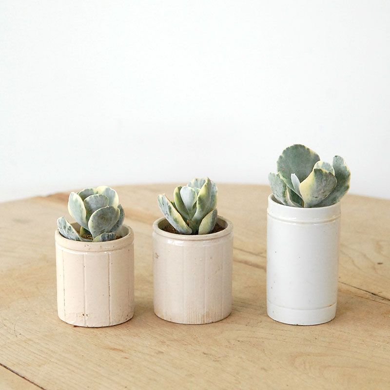 Cotyledon 旭波の光 x antique pot