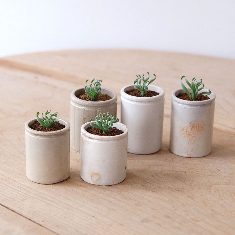 Albuca コンコルディアナ x antique pot