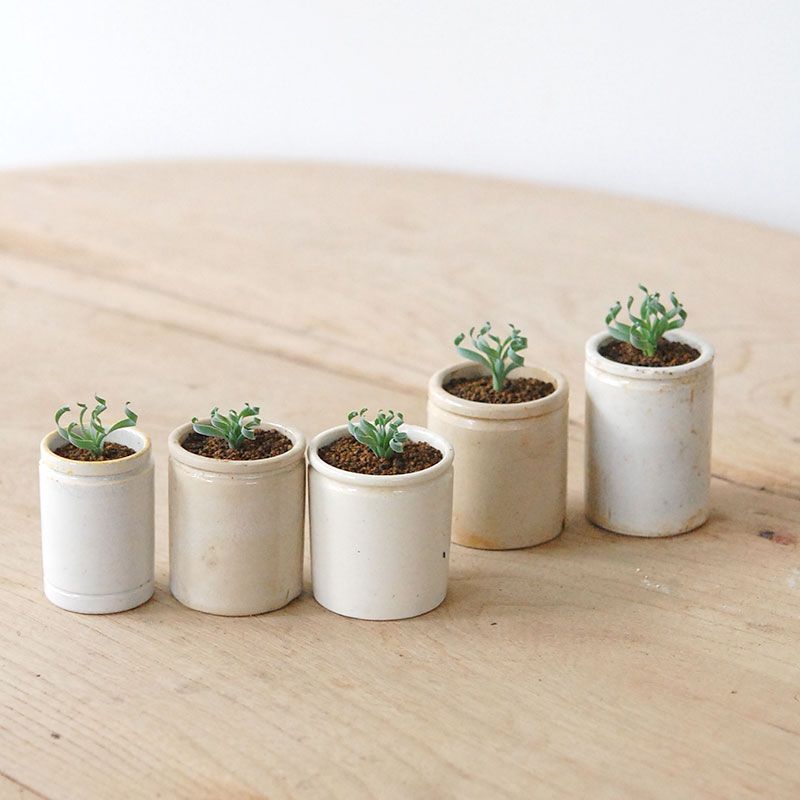 Albuca コンコルディアナ x antique pot