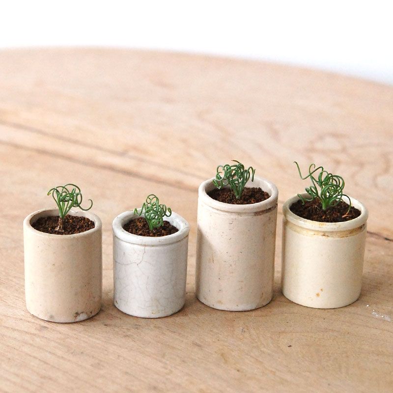 Albuca スピラリス x antique pot