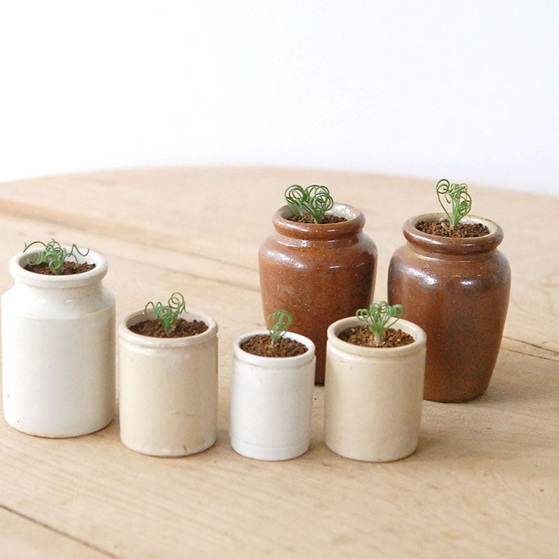 Albuca スピラリス x antique pot