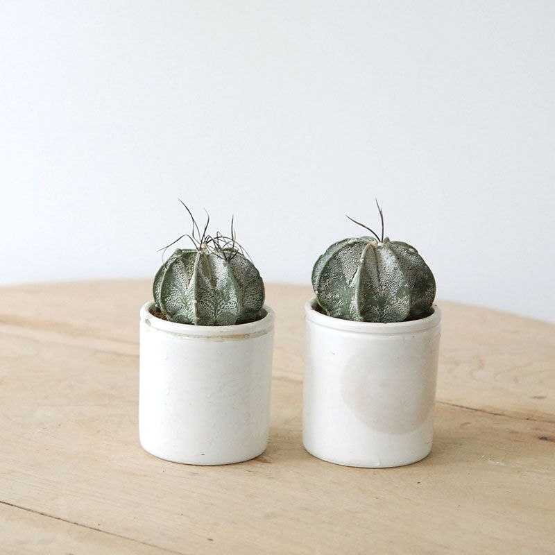 Astrophytum 白瑞鳳玉 x antique pot