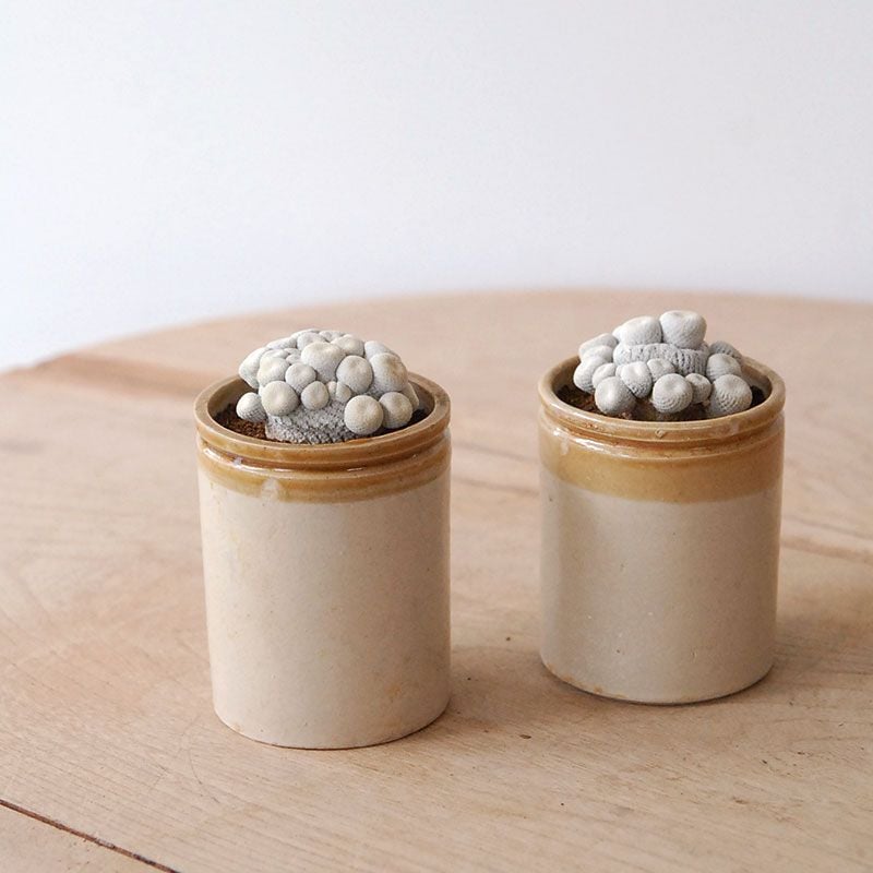 Epithelantha 小人の帽子 x antique pot