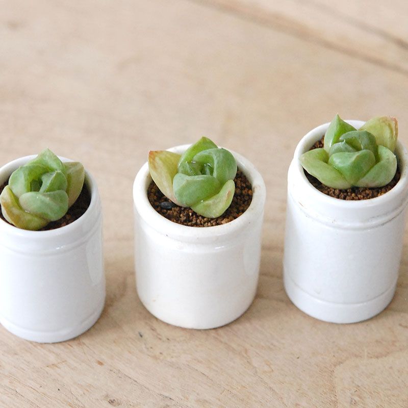 Haworthia だるま玉扇 x antique pot