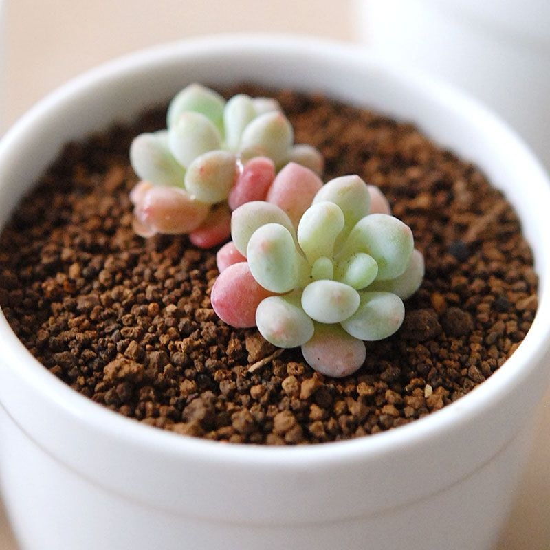 ロココ / Graptoveroa 