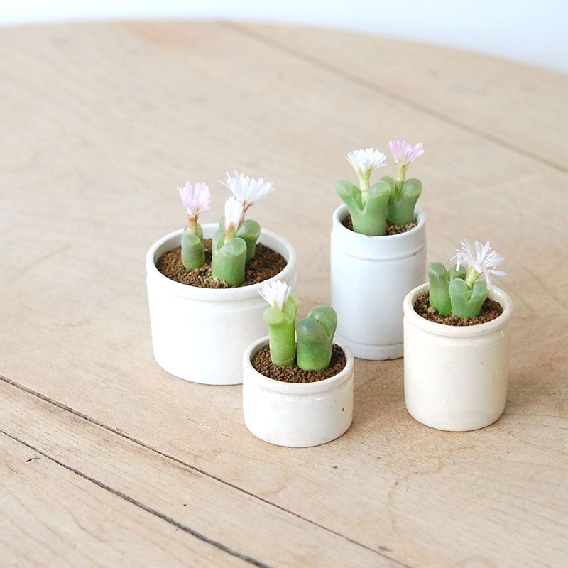 Conophytum 風鈴玉 x antique pot