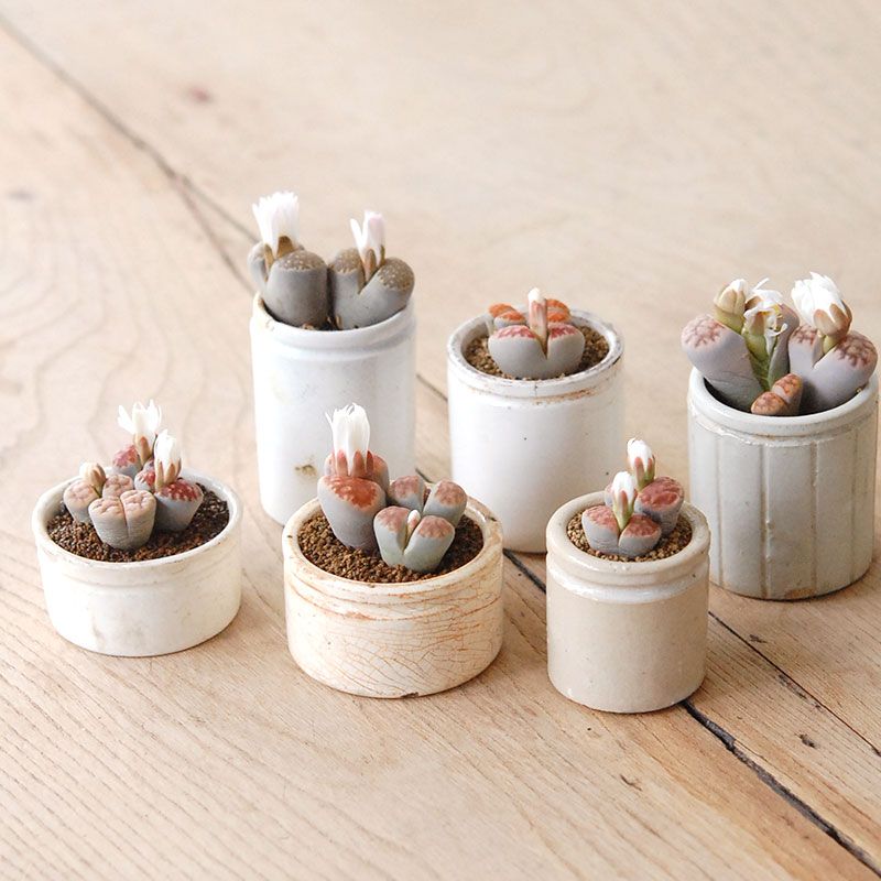 Lithops  x antique pot