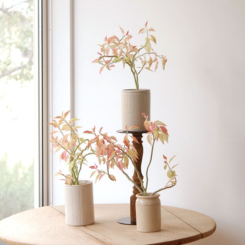 Euphorbia 大銀竜錦 x antique pot　