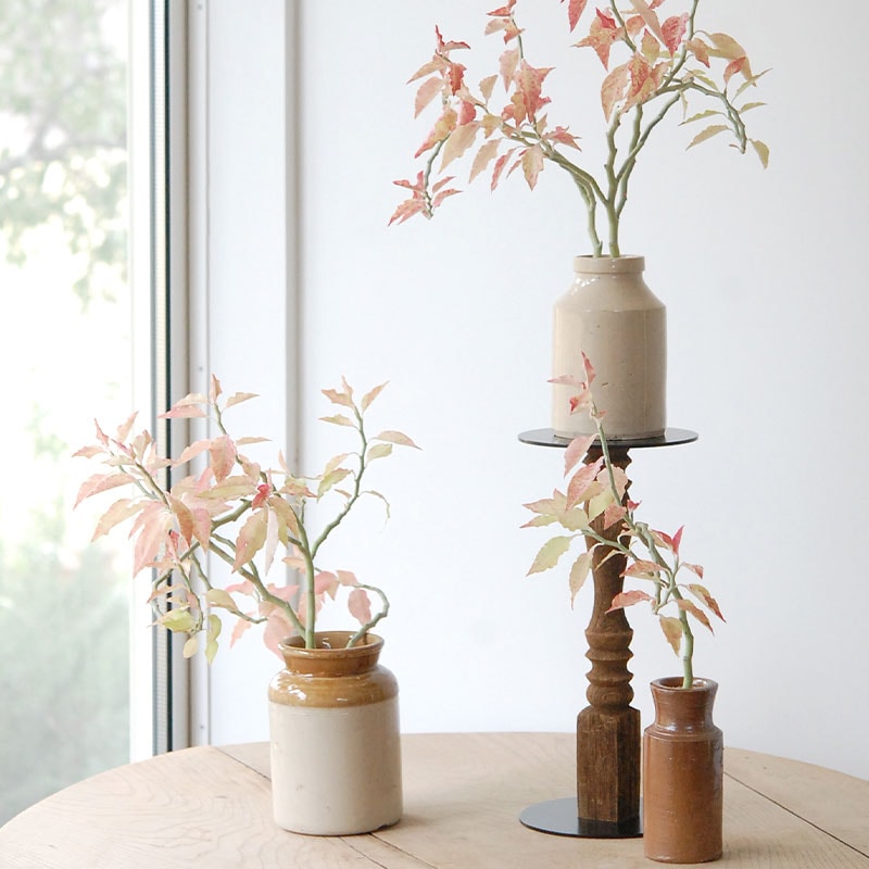 Euphorbia 大銀竜錦 x antique pot