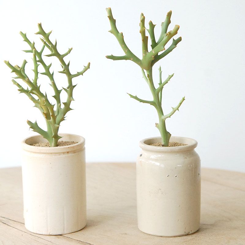 Euphorbia トナカイの角 x antique pot