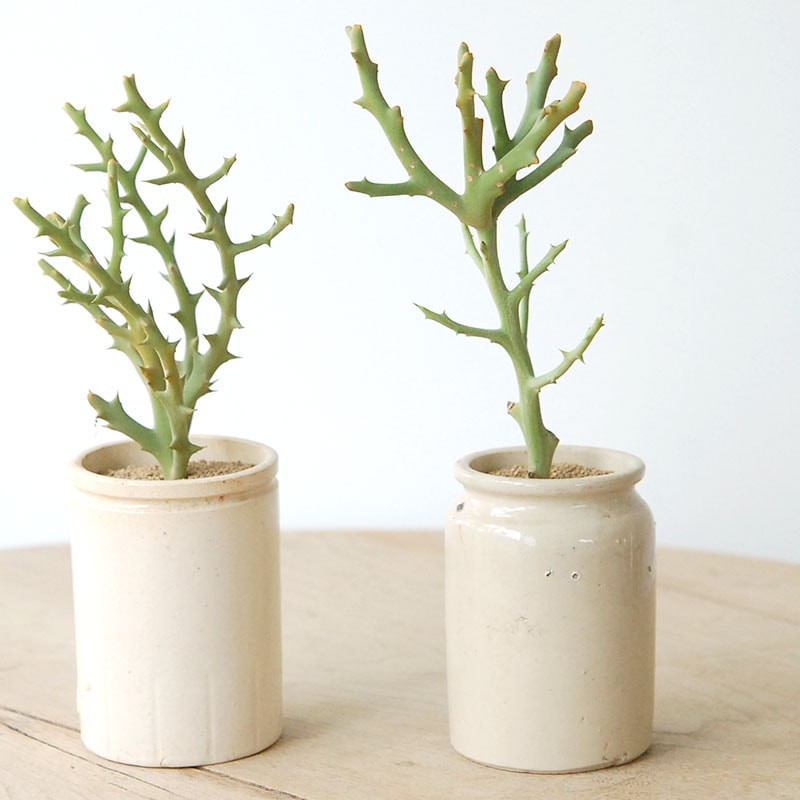 Euphorbia トナカイの角 x antique pot