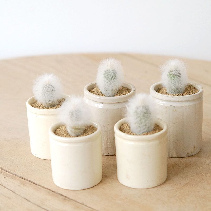 Espostoa 幻楽 x antique pot