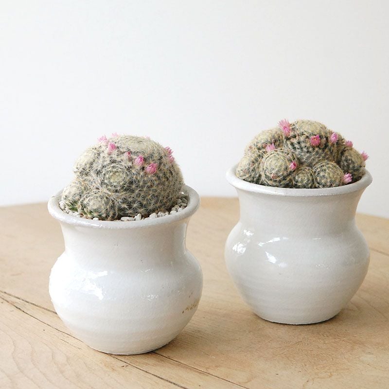 Mammillaria 明星 x white pot (壺型)