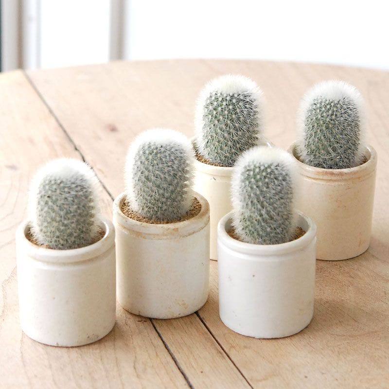 Mammillaria 芳泉丸 x antique pot