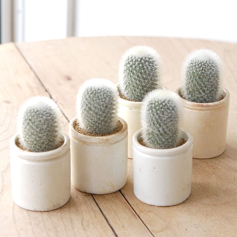 Mammillaria 芳泉丸 x antique pot