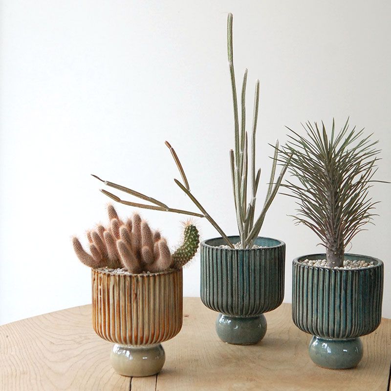 succulent x stripe  stand pot