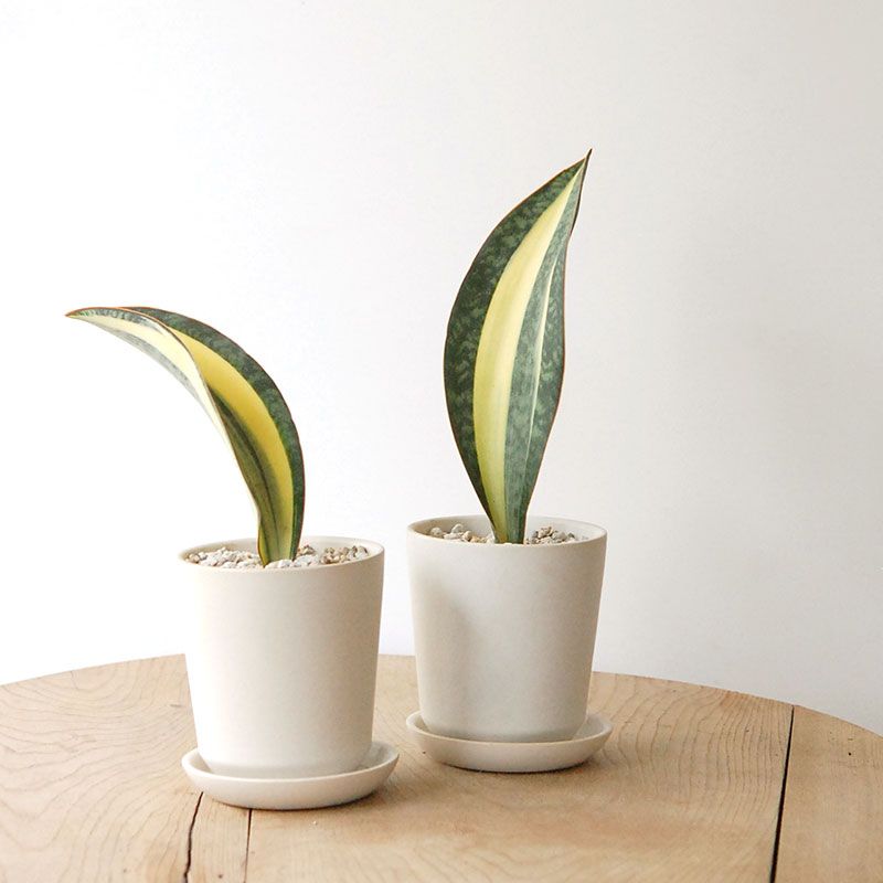 Sanseveria マッソニアーナ斑入り x エレガントポット