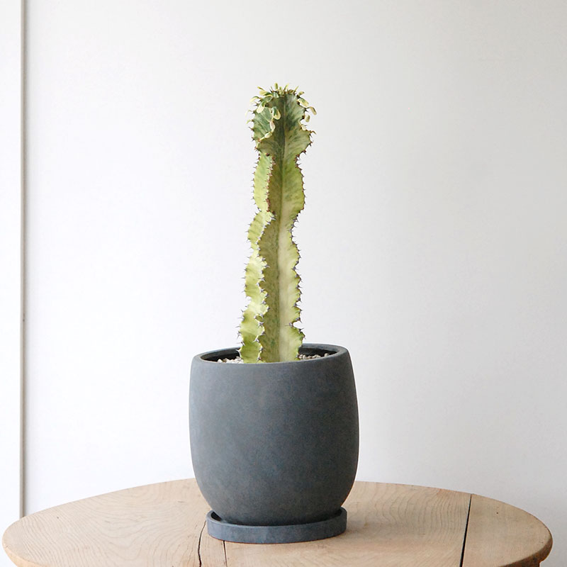 Euphorbia アマック錦 x サンドポット