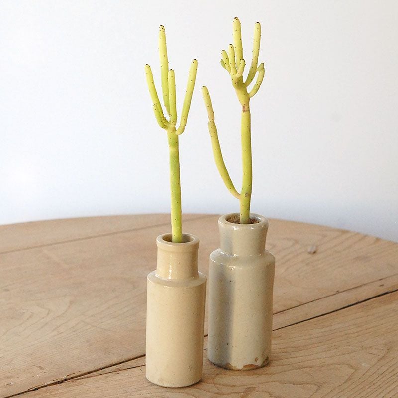 Euphorbia オンコクラーダ x antique pot