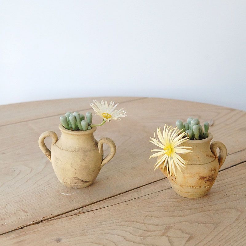 Fenestoraria 群玉 x antique pot