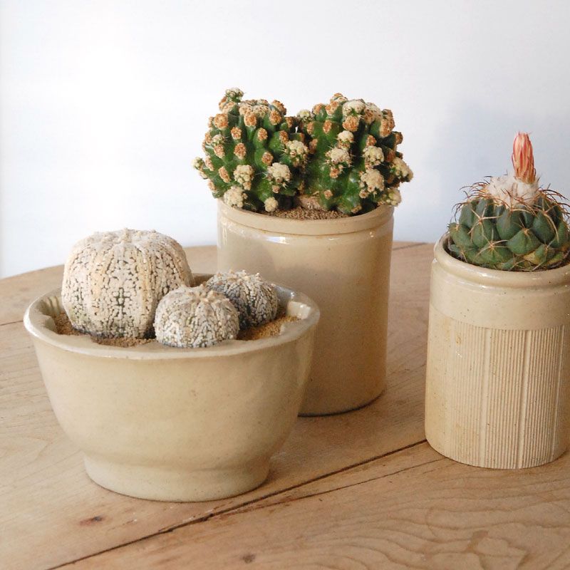 cactus  x antique pot