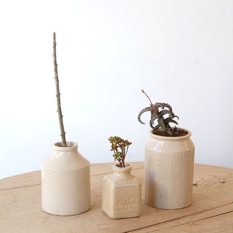 succulent  x antique pot