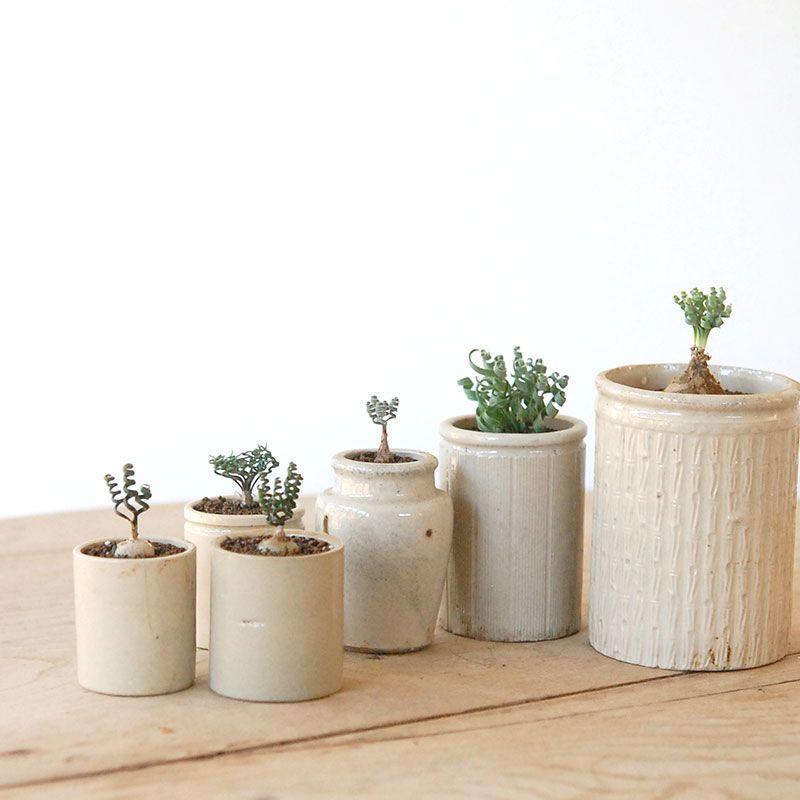 capebulb x antique pot