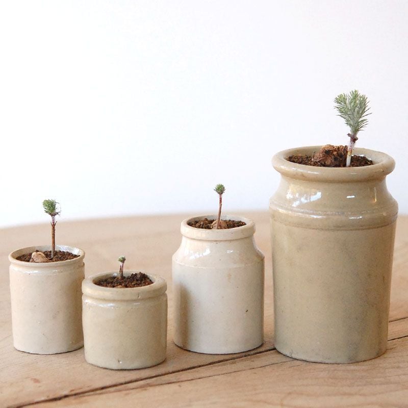 Eriospermum parodoxum x antique pot