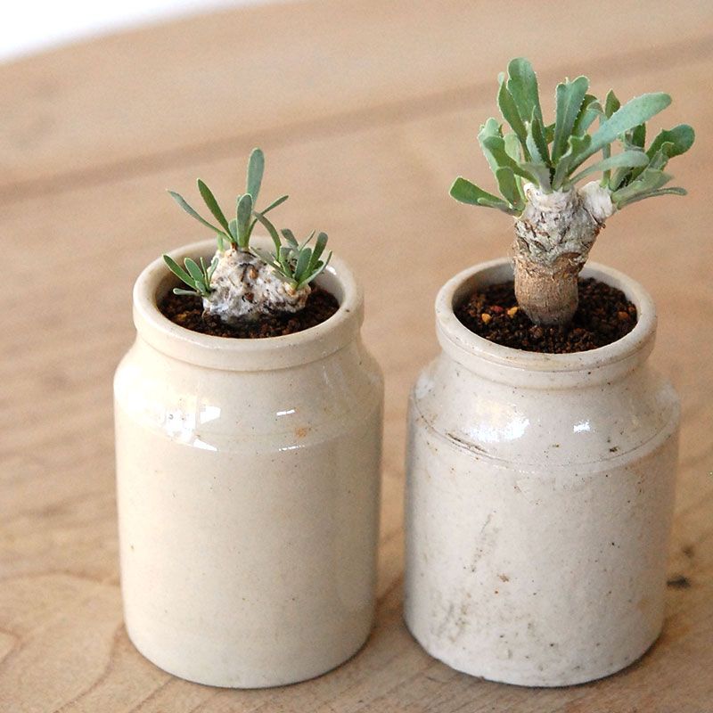 Otonna レトロルサ x antique pot