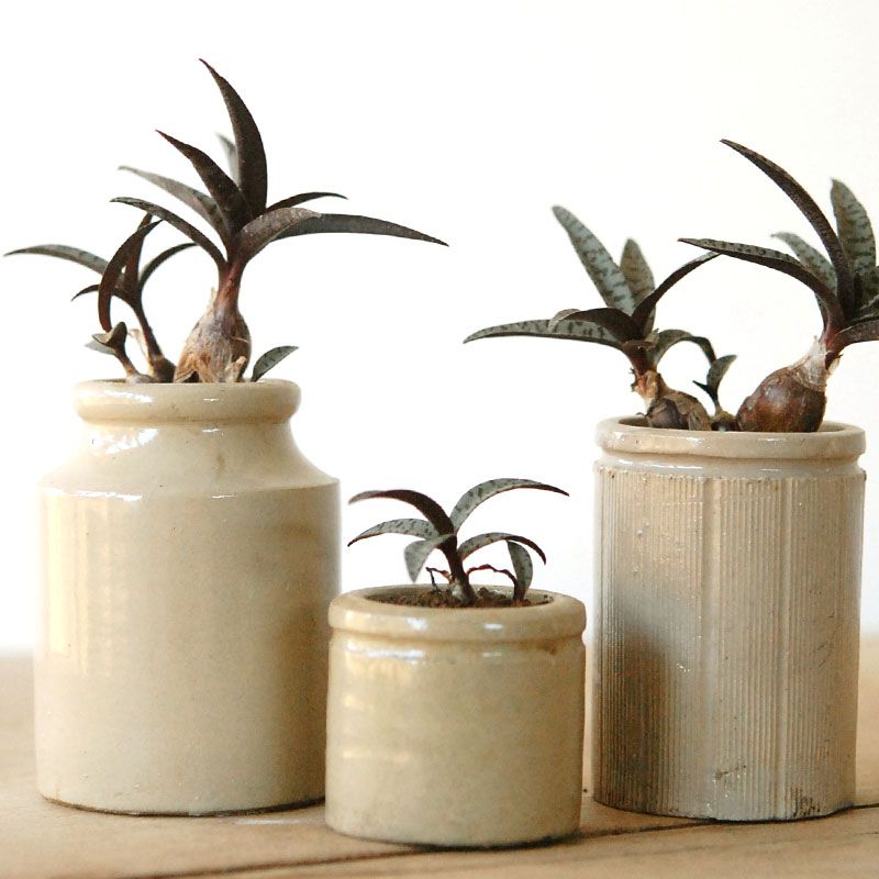 Ledebouria socialis x antique pot