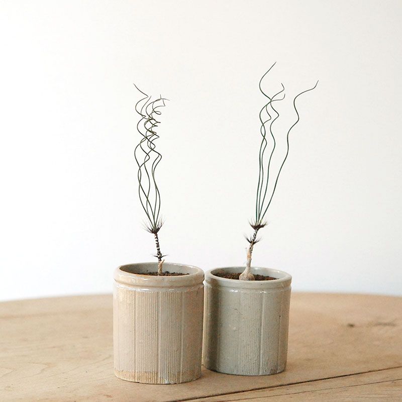 Gethyllis verticilata x antique pot