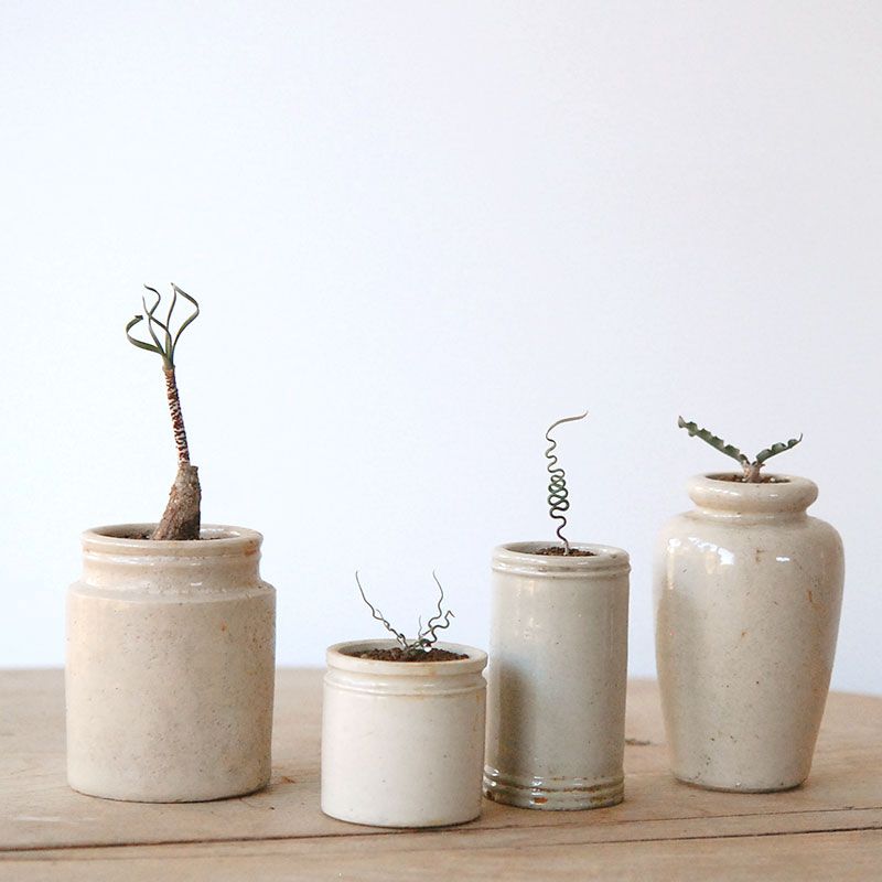 capebulb x antique pot