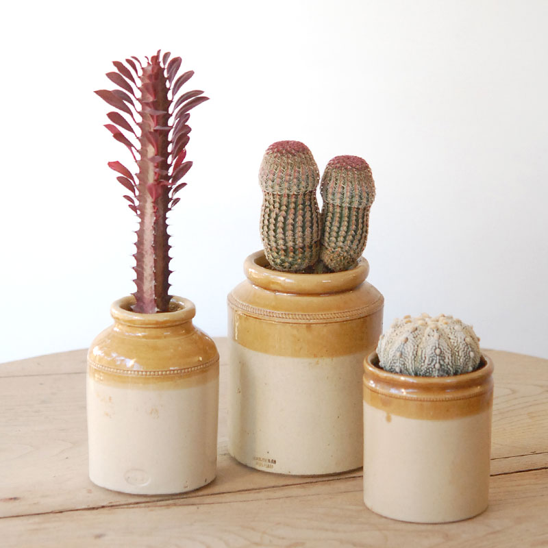 succulent x brown top antique pot