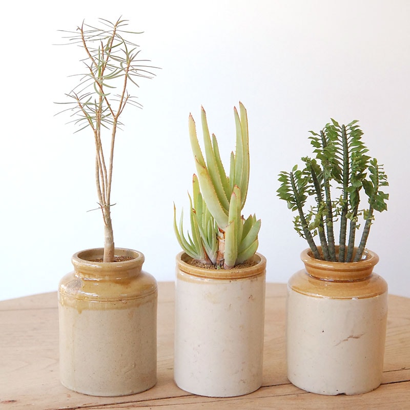 3000円〜5000円の商品 通販・販売｜多肉植物の専門店 solxsol