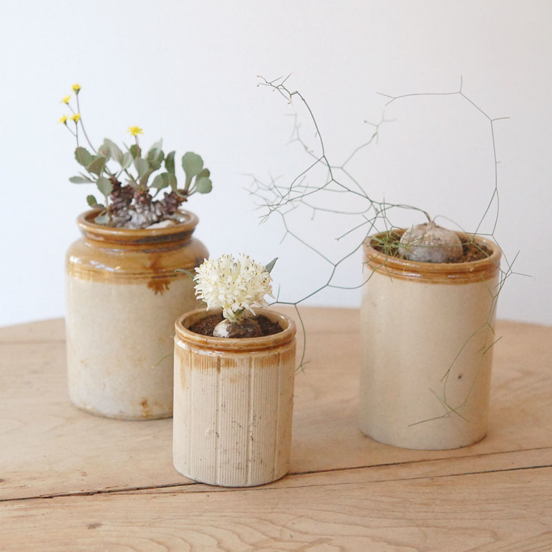 succulent x brown top antique pot