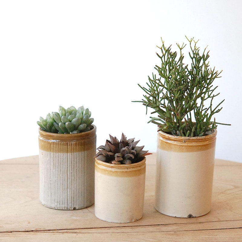 succulent x brown top antique pot